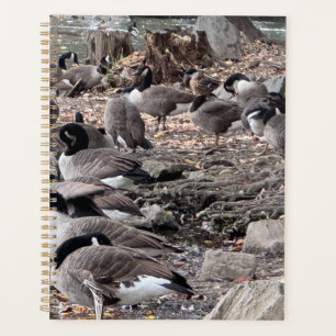 Oies dans le planificateur de parc