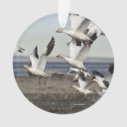 Oies de neige de vol (devant)