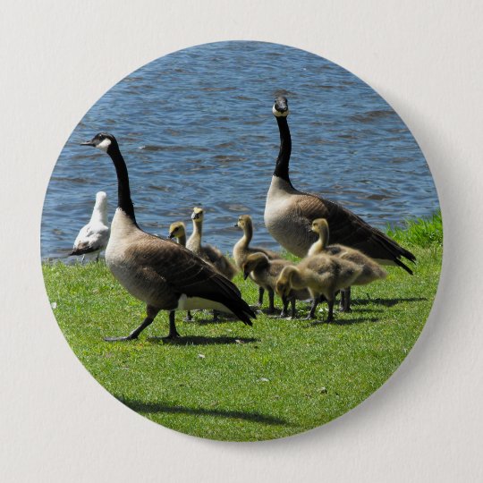 Oies du Canada sur l'herbe par le bouton de l'eau Badge Rond 10 Cm