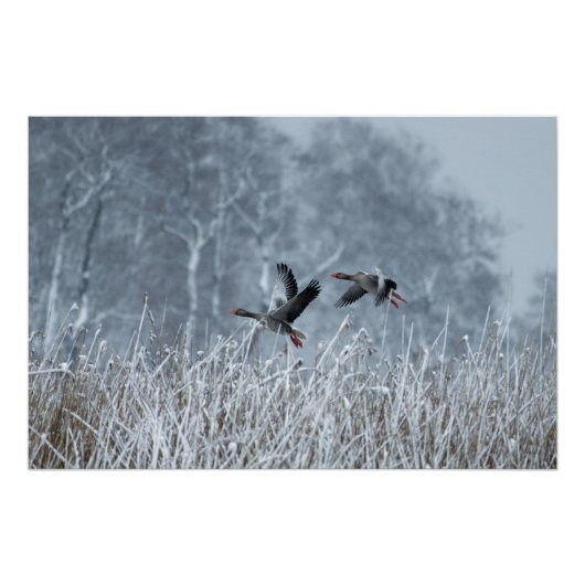 Oies grises volant dans une affiche à neige (Devant)