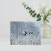 Oies grises volant dans une carte postale de paysa (Debout devant)