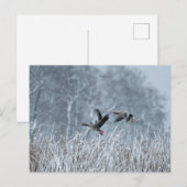 Oies grises volant dans une carte postale de paysa (Devant / Derrière)