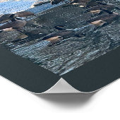 Oies par cascade Poster photo (Coin)