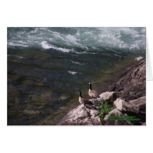 Oies sur l'eau