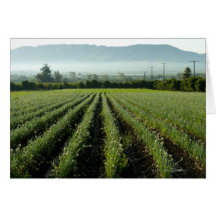 Oignons cultivés sur le terrain