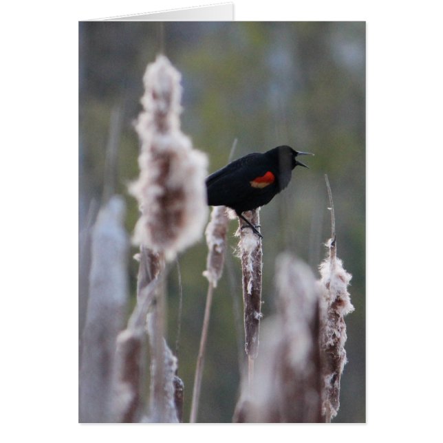 Oiseau à ailes rouges (Agelaius phoeniceus) (Devant)
