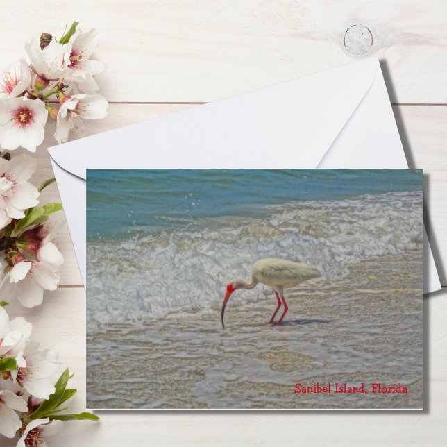 Oiseau blanc Ibis Wading sur l'île de Sanibel en F (Créateur téléchargé)
