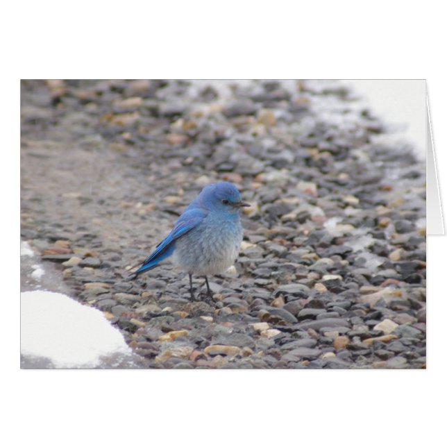 Oiseau bleu (Devant Horizontal)
