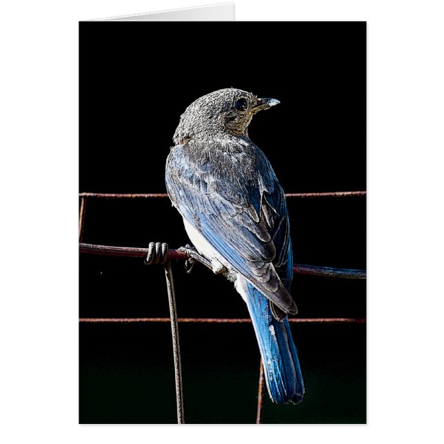 oiseau bleu (Devant)