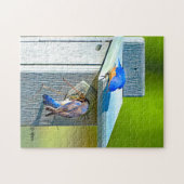 Oiseau bleu 020 nichant le puzzle 11x14 252 (Horizontal)