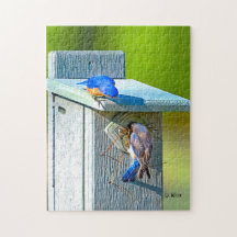 Oiseau bleu 020 nichant le puzzle 11x14 252