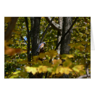 Oiseau bleu au soleil