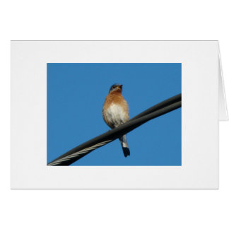 Oiseau bleu, vous souhaitant un jour de bonheur