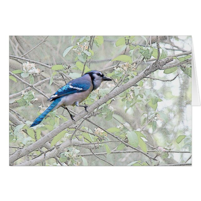 Oiseau chanteur de geai bleu (Devant horizontal)
