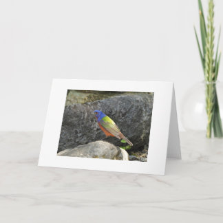 Oiseau coloré Bruant varié Carte vierge