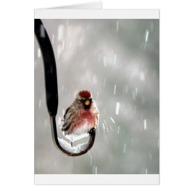 Oiseau dans la neige (Devant)