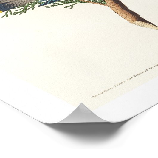 Oiseau de cèdre par Audubon Poster (Coin)