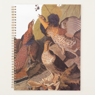 Oiseau de gibier Audubon