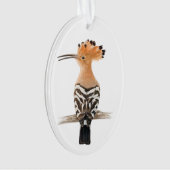 Oiseau de Hoopoe (devant)