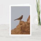 Oiseau de Kestrel, carte Falco Tinnunculus (Devant)