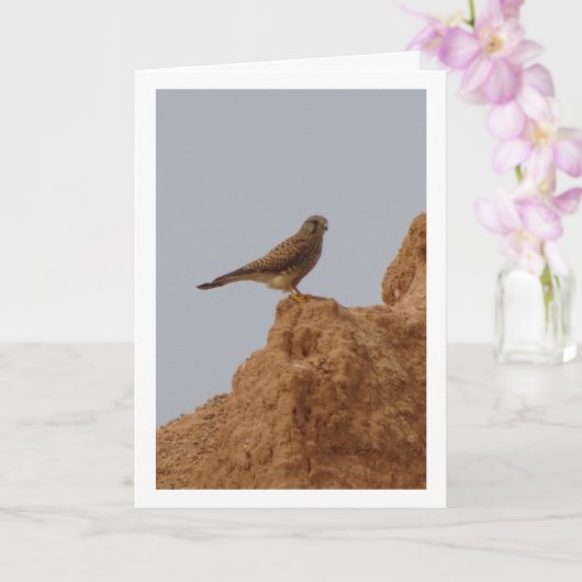 Oiseau de Kestrel, carte Falco Tinnunculus (Orchidée)