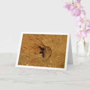 Oiseau de Kestrel, carte Falco Tinnunculus