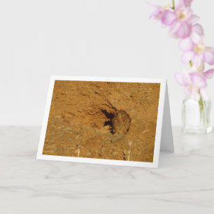 Oiseau de Kestrel, carte Falco Tinnunculus