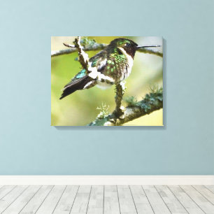 Oiseau de mer Photographie Décor mur toile