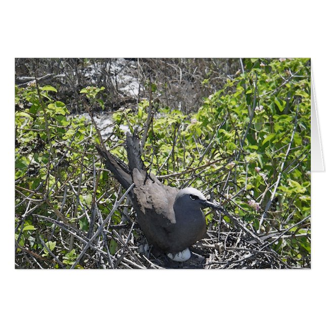 Oiseau de nidification, île Lady Elliot (Devant horizontal)
