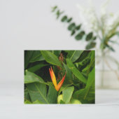 Oiseau-de-Paradis - Martinique, FWI Briefkaart (Staand voorkant)