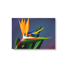 Oiseau de Paradis toile Imprimer