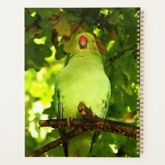 Oiseau de perroquet vert  (Dos)