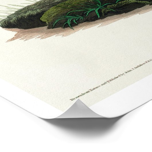 Oiseau de vache par Audubon Poster (Coin)