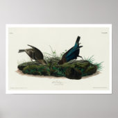 Oiseau de vache par Audubon Poster (Devant)