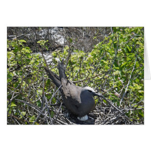 Oiseau d'emboîtement, Madame Elliot Island