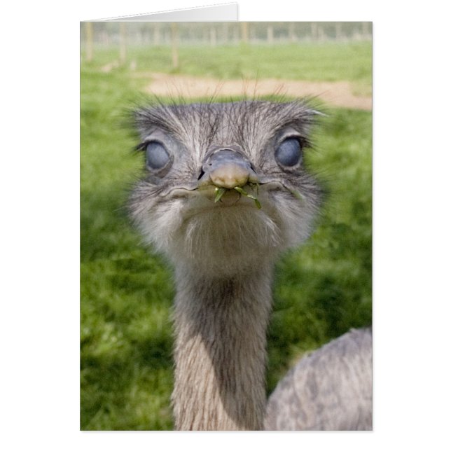 Oiseau drôle (Devant)