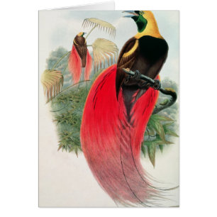 Oiseau du paradis, gravé par T. Walter