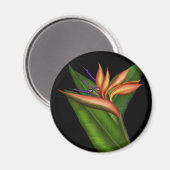 Oiseau Du Paradis Plein Magnet (Recto/Verso)