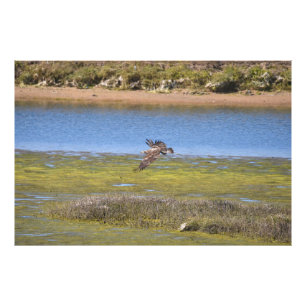 Oiseau en vol au-dessus des zones humides Photo de