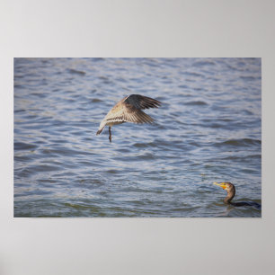 Oiseau en vol et affiche de Cormorant à double crê