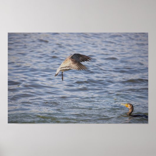 Oiseau en vol et affiche de Cormorant à double crê (Devant)