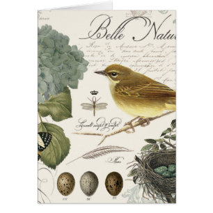 oiseau et nid français vintages modernes