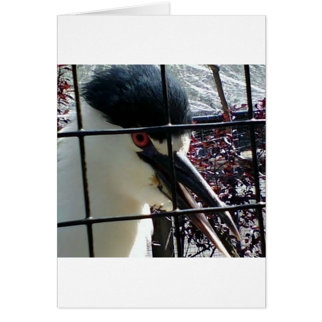 Oiseau exotique à l'image Zoo (Devant)