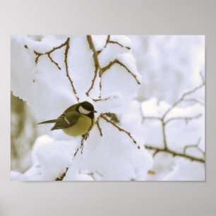 Oiseau Hiver Photo Valeur Poster Papier (Matte)