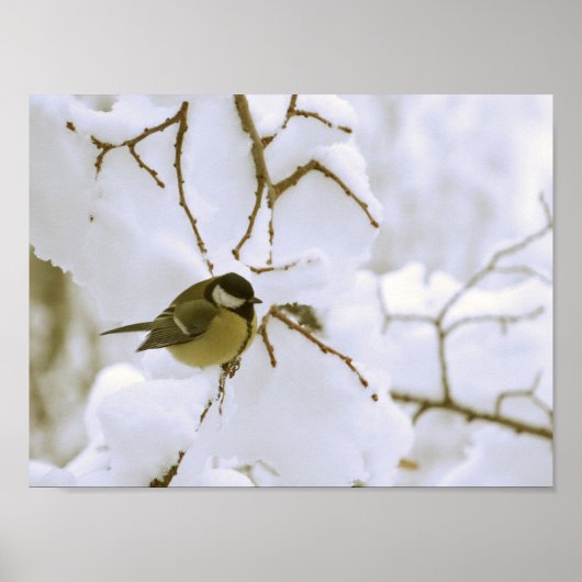 Oiseau Hiver Photo Valeur Poster Papier (Matte) (Devant)