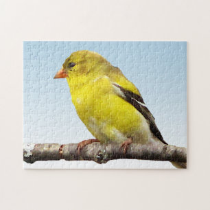 Oiseau jaune de chardonneret sur le puzzle bleu