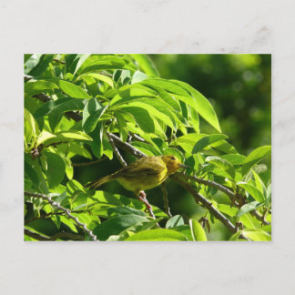 Oiseau Jaune - Martinique, FWI Briefkaart