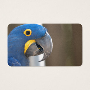 oiseau macaw animal bleu animal animal animal Dest