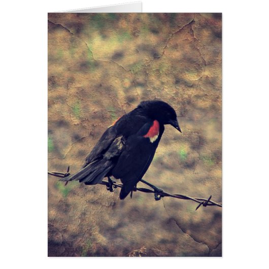 Oiseau-noir à ailes rouges Toutes les occasions (Devant)