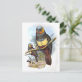 Oiseau perroquet vintage PE_GC - Carte postale (Debout devant)